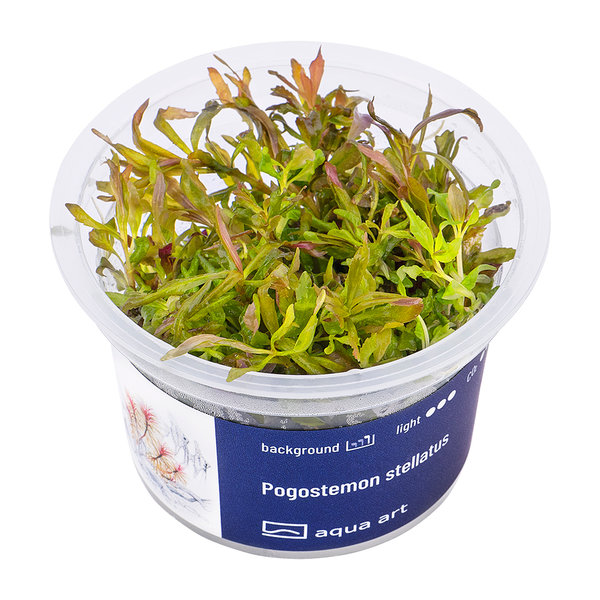 Pogostemon stellatus / Sternpflanze In Vitro