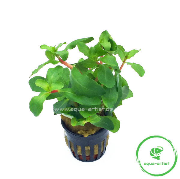 Ammannia senegalensis / Kleine Cognagpflanze im Topf