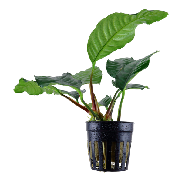 Anubias barteri var. 'Coffeifolia' / Kaffeeblättriges Speerblatt im Topf